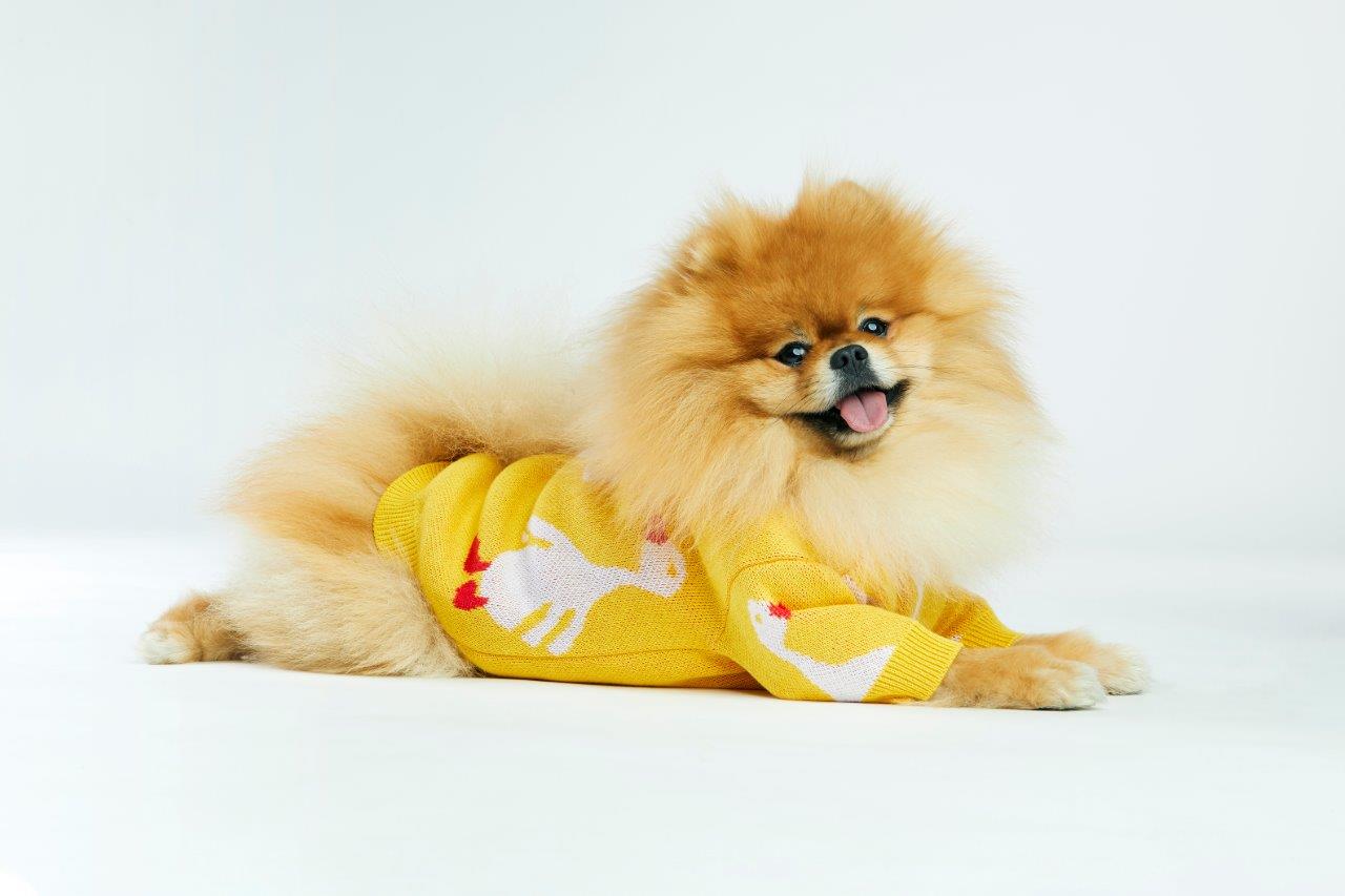 Pies rasy Pomeranian w żółtym sweterku