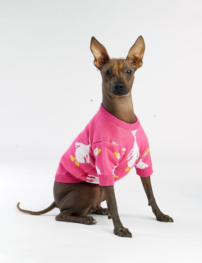 pies w różowym sweterku w gęsi