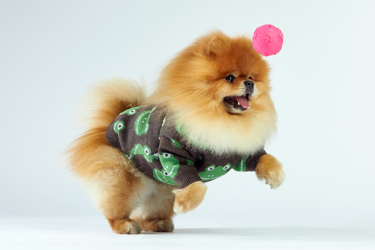 Pomeranian w brązowym sweterku w żabki