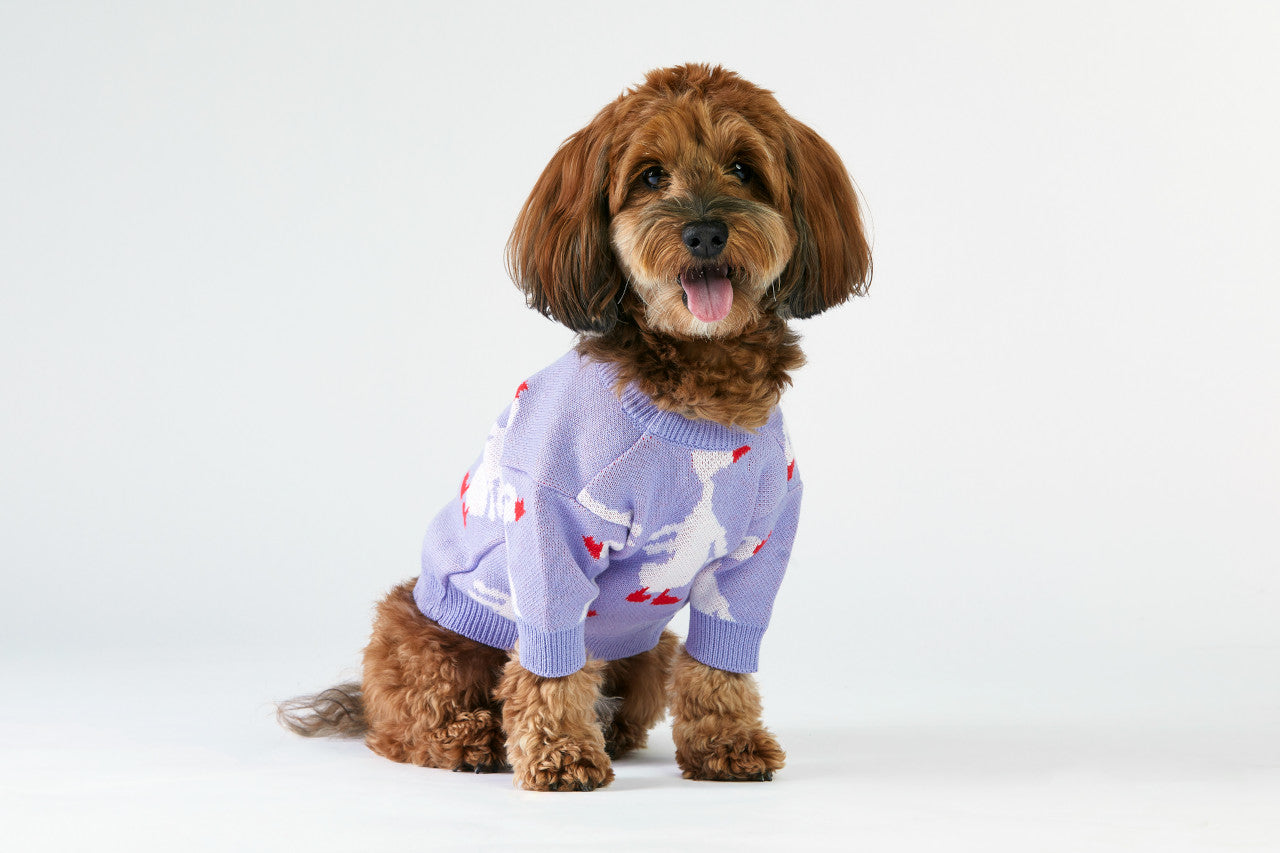 pies w liliowym sweterku w gęsi