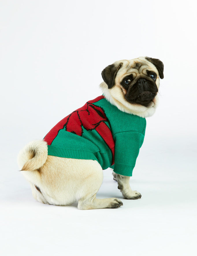 pies w świątecznym zielonym sweterku