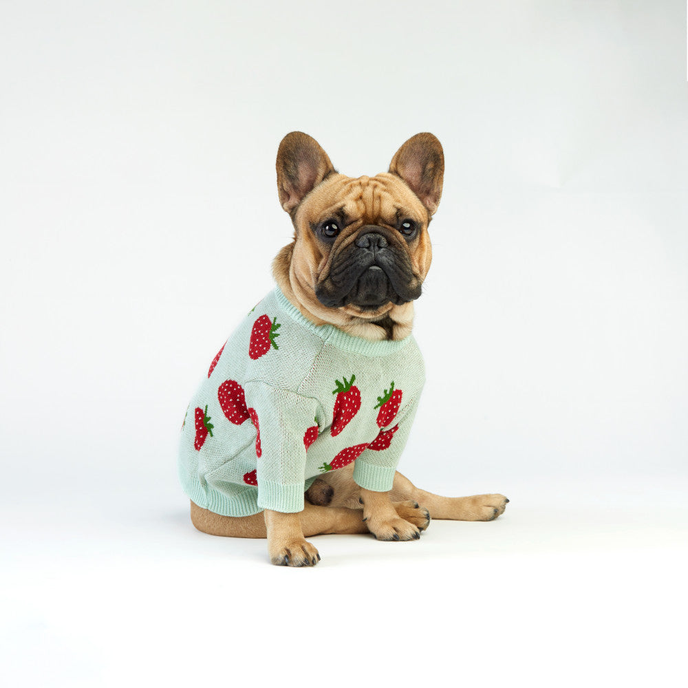 piesek w miętowym sweterku w truskawki