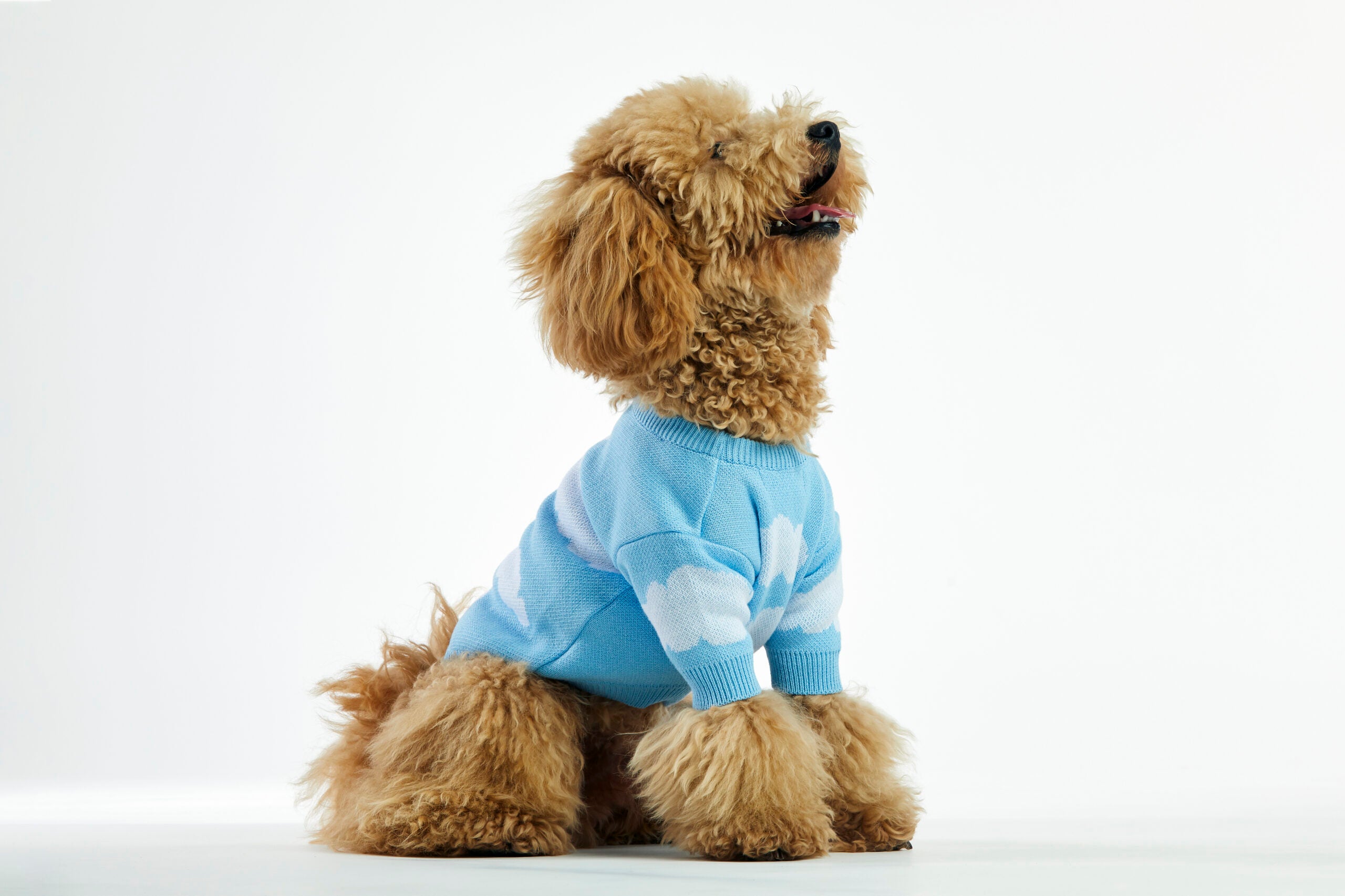 Clouds Dog Sweater