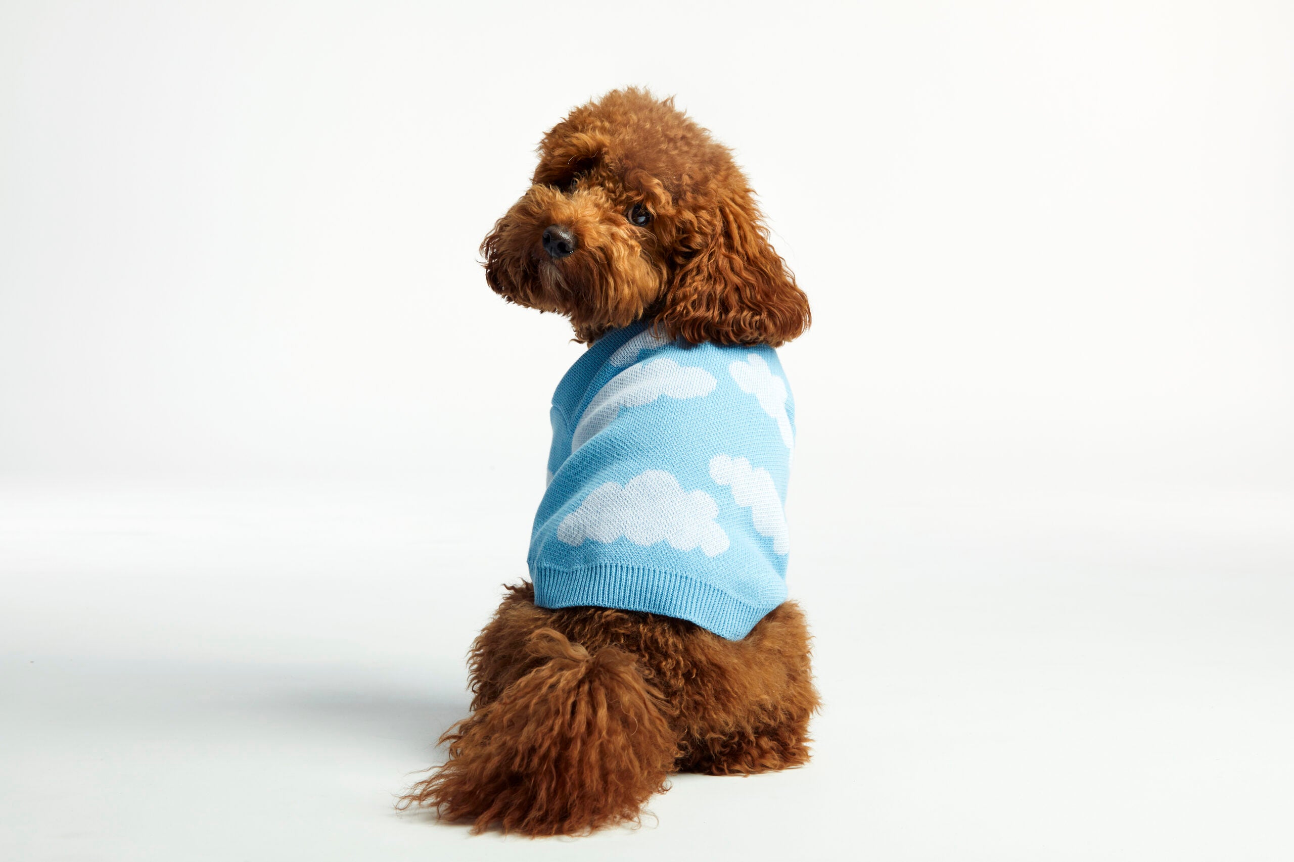 Clouds Dog Sweater