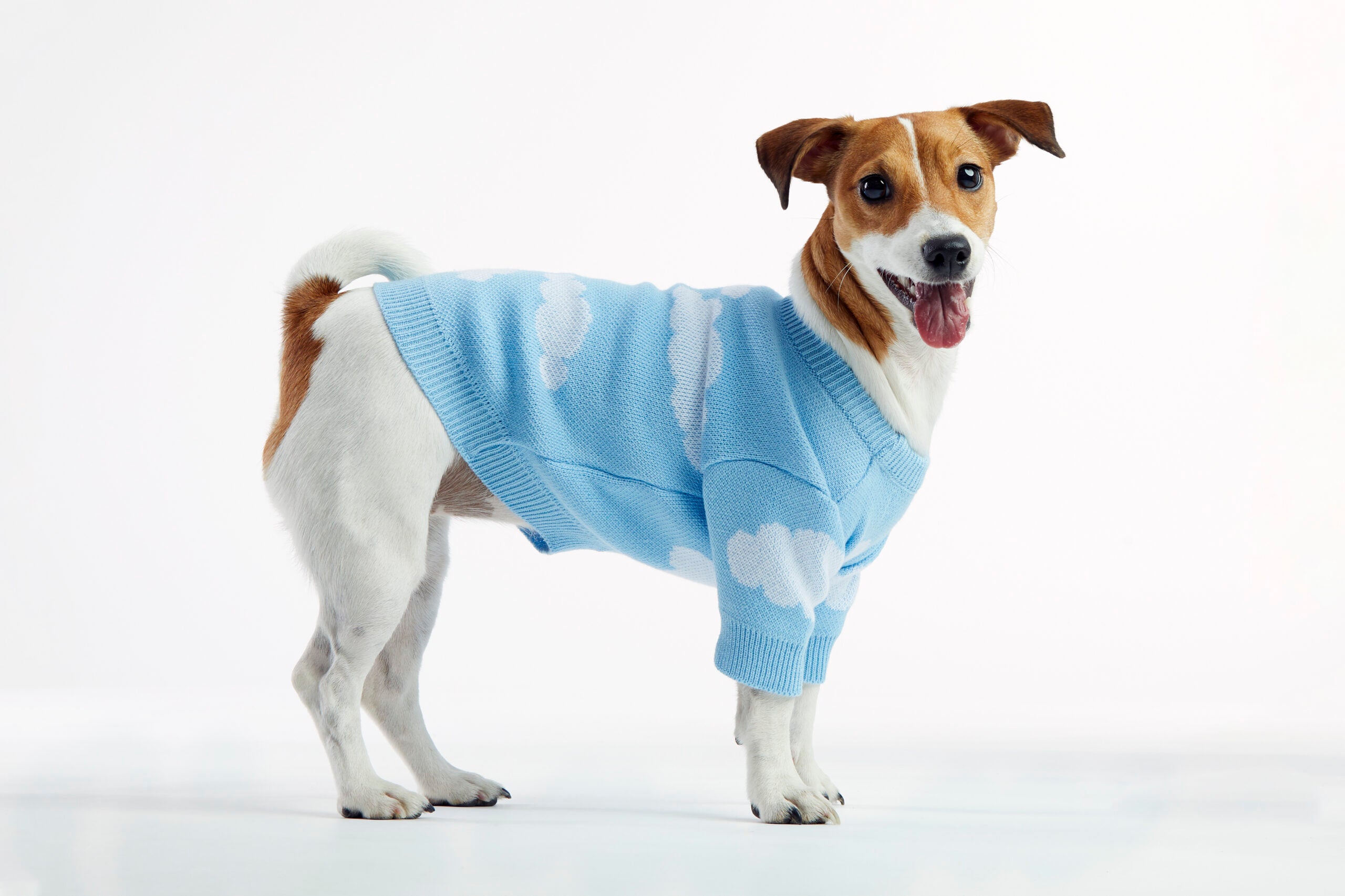 Clouds Dog Sweater