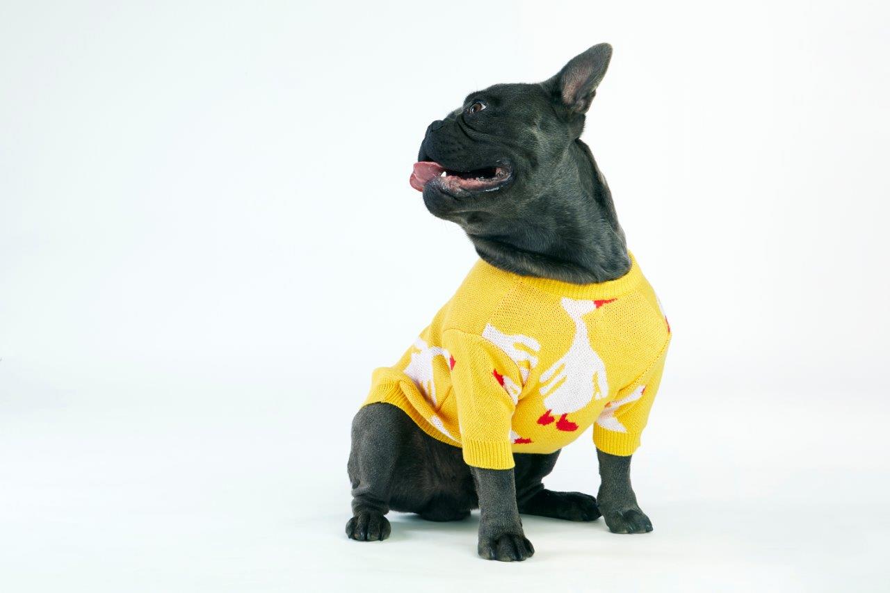 Yellow Goose Dog Sweater