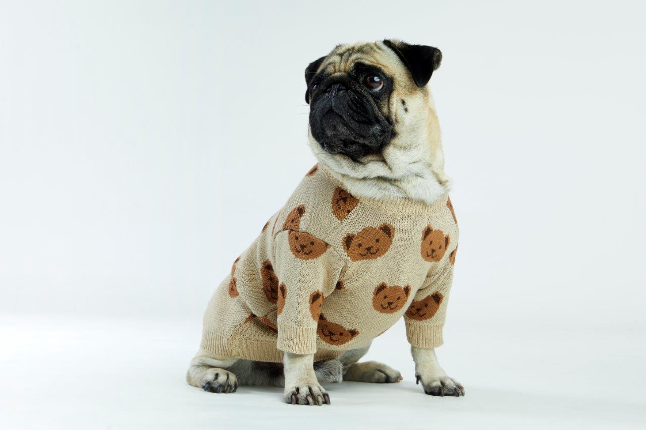 Toffee Teddy Dog Sweater