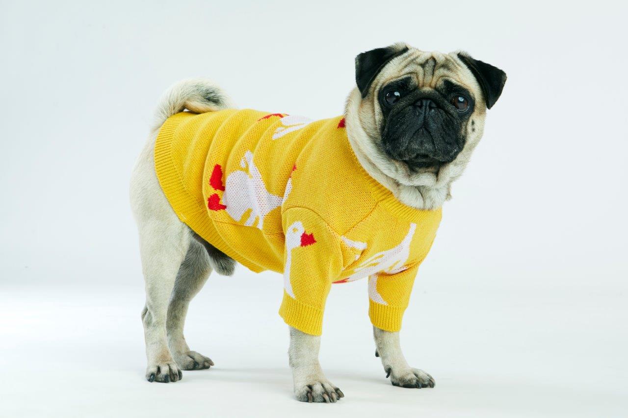 Yellow Goose Dog Sweater