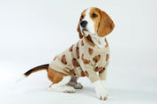 Toffee Teddy Dog Sweater