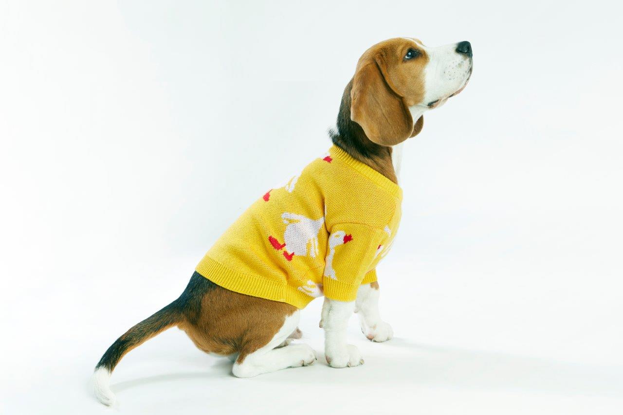 Yellow Goose Dog Sweater