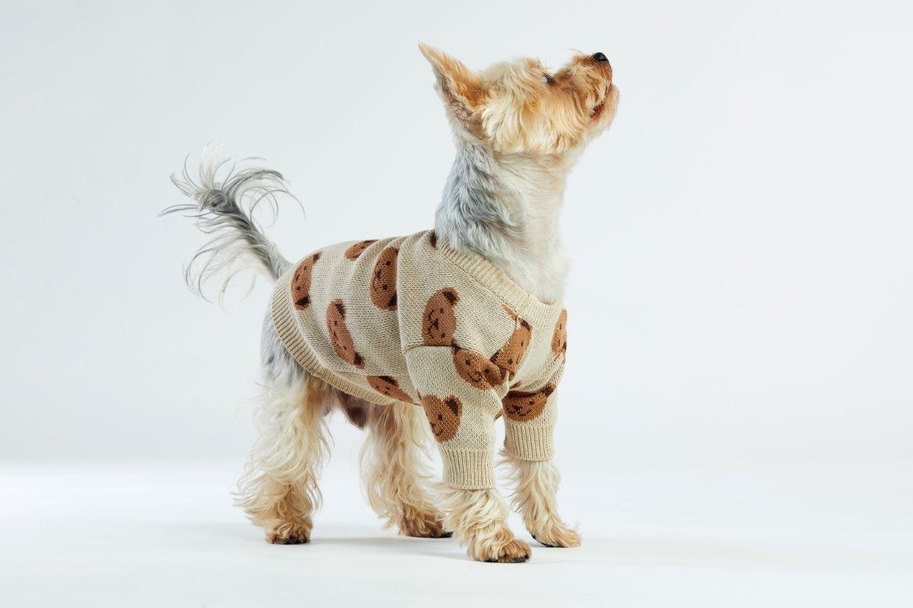 Toffee Teddy Dog Sweater