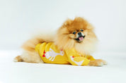 Yellow Goose Dog Sweater