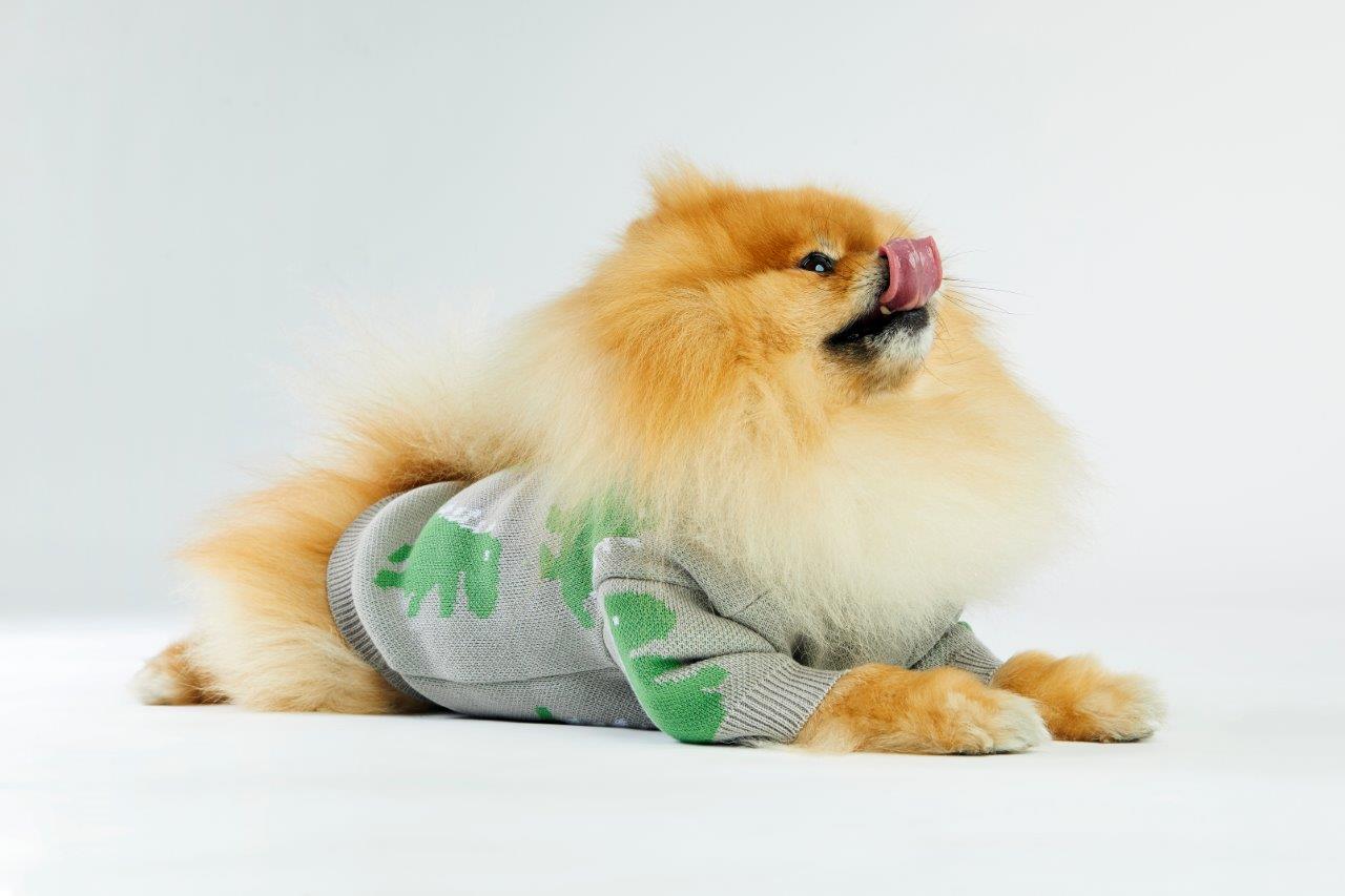 Bone Dino Dog Sweater