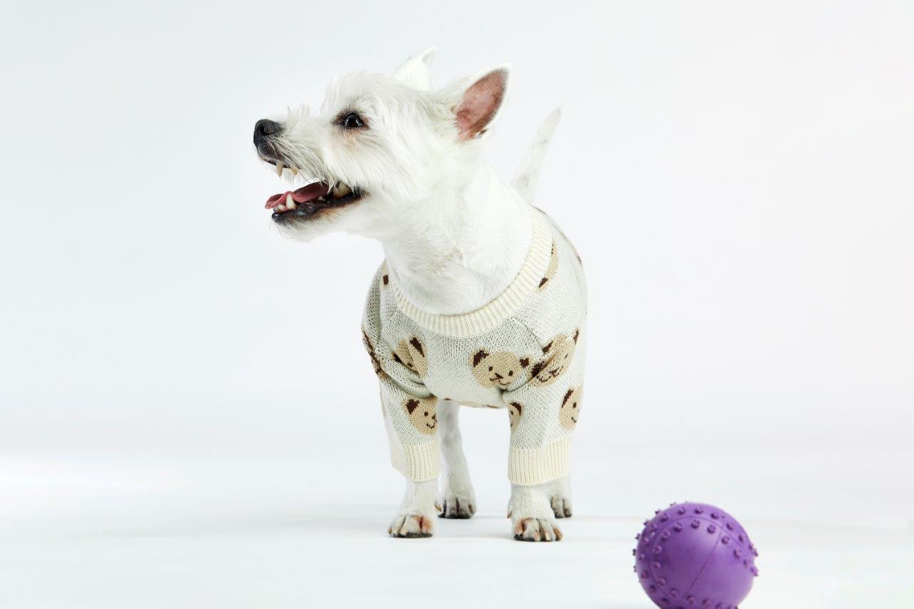 Cream Teddy Dog Sweater