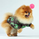 Pomeranian w brązowym sweterku w żabki