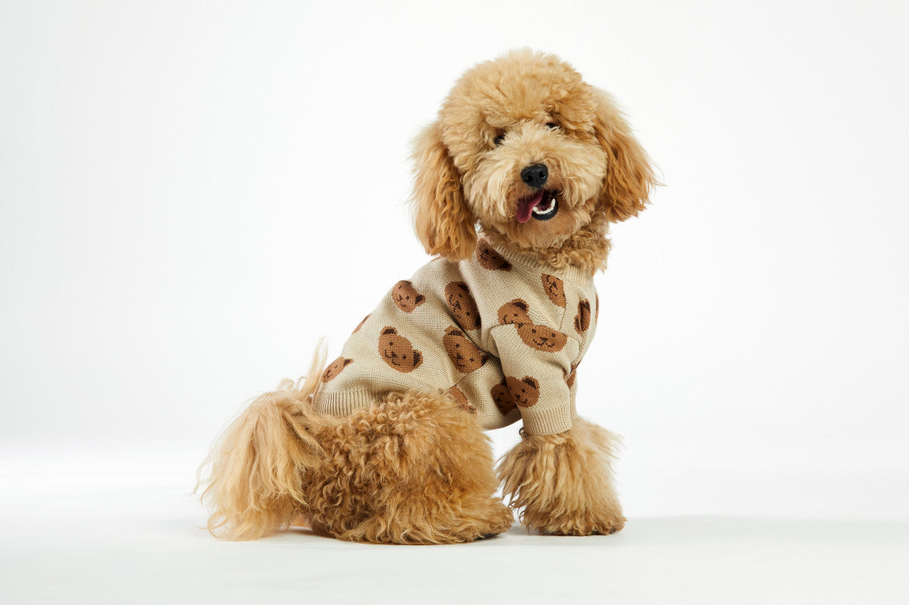 Toffee Teddy Dog Sweater