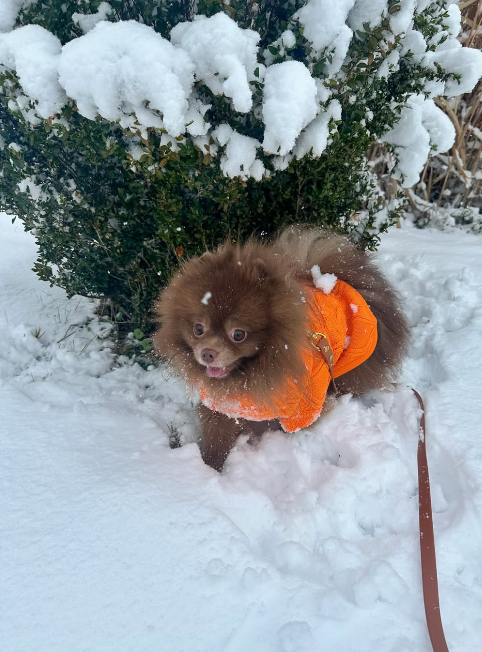 Sweterek z golfem dla psa z wełny merynosów Woofy w kolorze dyniowym