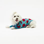 Apple Dog Sweater Woofchild