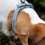 Baby Blue LUX Woofchild® Collar