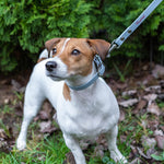 Baby Blue Urban Leash LUX Woofchild®