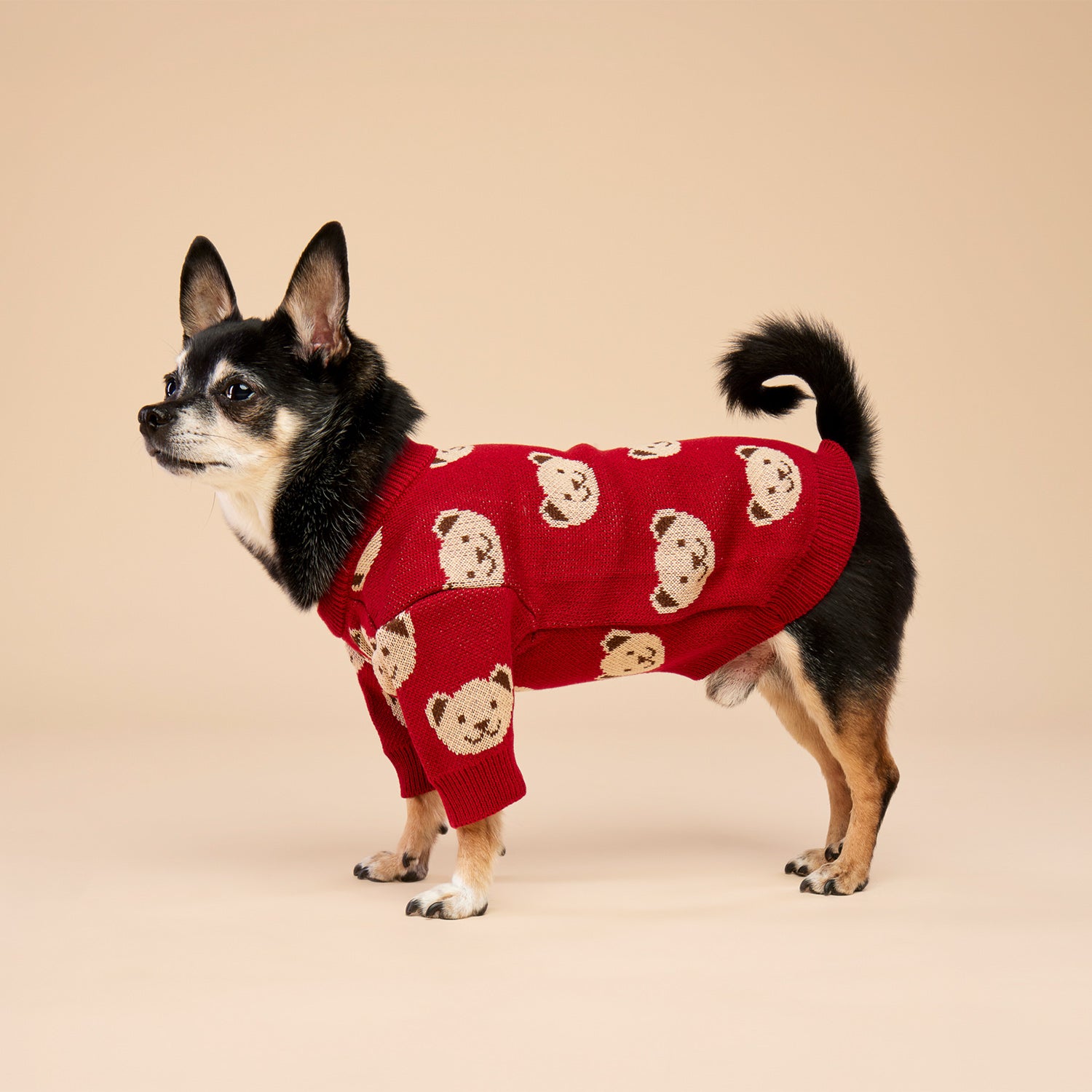 Burgundy Teddy Dog Sweater
