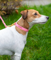 Pink Urban Collar Woofchild