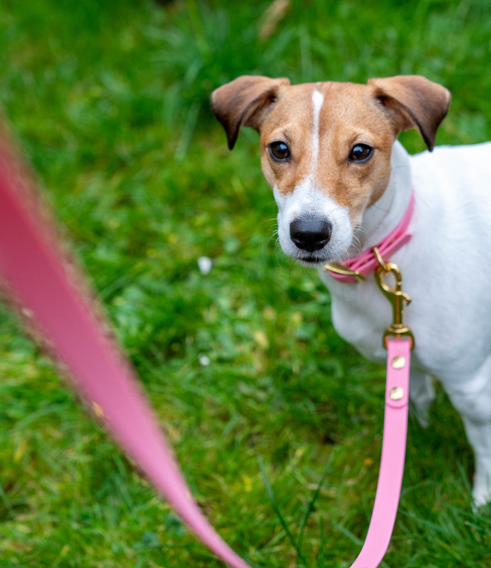 Pink Urban leash lux