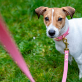 Pink Urban leash lux
