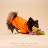 Woofy Pumpkin Pie