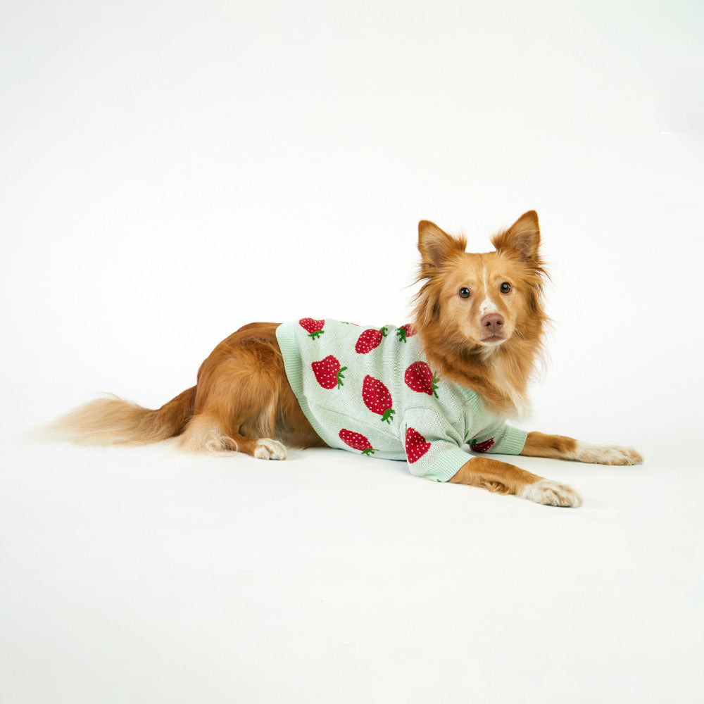 Mint Strawberries Dog Sweater