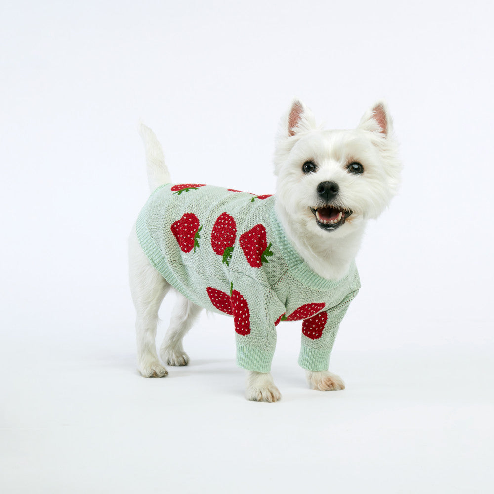 Mint Strawberries Dog Sweater