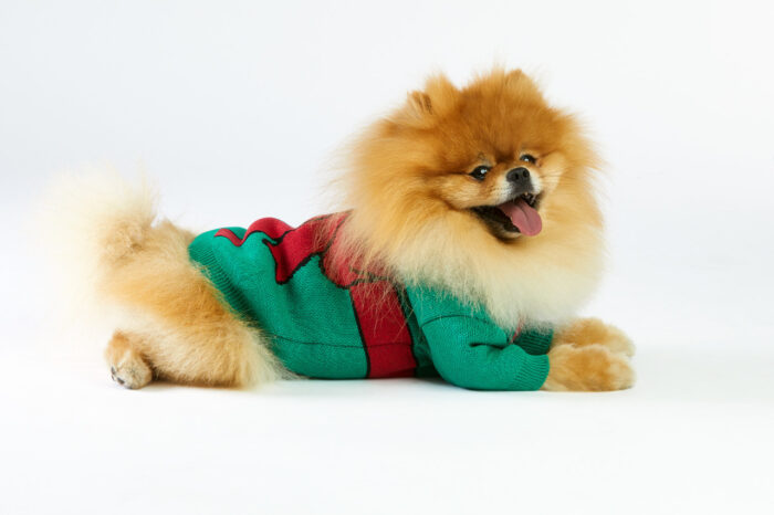 sweterek dla psa Christmas1