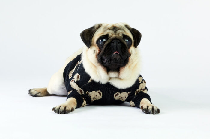 Woofchild-sweter dla psa